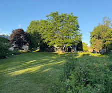 Shaded yard freshly trimmed
